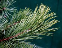 Gewöhnliche Kiefer, Wald-Kiefer - Pinus sylvestris 3jährig verschulter Sämling