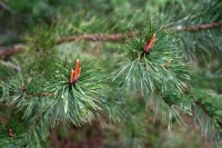 Gewöhnliche Kiefer, Wald-Kiefer - Pinus sylvestris 3jährig verschulter Sämling