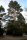 Gewöhnliche Kiefer, Wald-Kiefer - Pinus sylvestris 3jährig verschulter Sämling