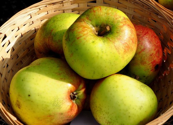 Apfelbaum Altl&auml;nder Pfannkuchenapfel - Malus domestica