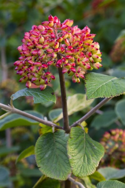 Wolliger Schneeball Viburnum lantana 60-100 cm, verpflanzter Strauch, ab 4 Triebe, wurzelnackt