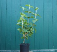 Wolliger Schneeball Viburnum lantana 60-100 cm, verpflanzter Strauch, ab 4 Triebe, wurzelnackt