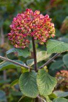 Wolliger Schneeball Viburnum lantana 60-100 cm, Strauch...