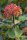 Wolliger Schneeball Viburnum lantana 60-100 cm, Strauch im 3-Liter Container