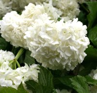 Gefüllter Schneeball - Viburnum opulus Roseum