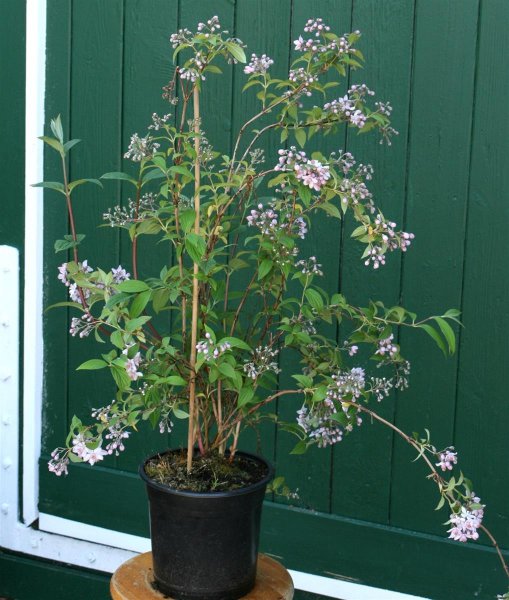 Rosendeutzie - Deutzia hybrida ´Mont Rose´