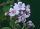 Rosendeutzie - Deutzia hybrida &acute;Mont Rose&acute; 