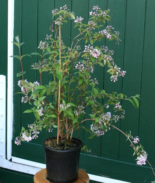 Rosendeutzie Mont Rose - Deutzia hybrida 60-100 cm, Strauch im 5-Liter Container