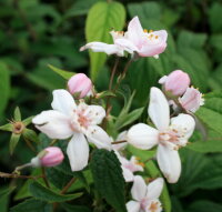 Rosendeutzie Mont Rose - Deutzia hybrida 60-100 cm, Strauch im 5-Liter Container