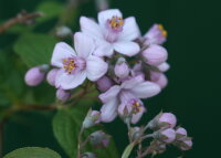 Rosendeutzie Mont Rose - Deutzia hybrida 60-100 cm, Strauch im 5-Liter Container