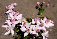 Rosendeutzie Mont Rose - Deutzia hybrida 60-100 cm, Strauch im 5-Liter Container