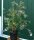 Rosendeutzie Mont Rose - Deutzia hybrida 60-100 cm, Strauch im 5-Liter Container