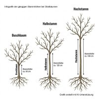 Apfelbaum Weißer Winterglockenapfel - Malus  domestica Hochstamm, Stammumfang 7-8 cm, wurzelnackt