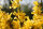 Forsythie - Goldglöckchen Lynwood - Forsythia intermedia Lynwood  60-100 cm, verpflanzter Strauch, ab 3 Triebe, wurzelnackt