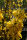 Forsythie - Goldglöckchen Lynwood - Forsythia intermedia Lynwood  60-100 cm, verpflanzter Strauch, ab 3 Triebe, wurzelnackt