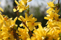 Forsythie Goldglöckchen Lynwood - Forsythia...