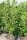 Forsythie Goldglöckchen Lynwood - Forsythia intermedia Lynwood 100-150 cm, im 7,5 Liter Container