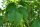 Blumen-Esche - Fraxinus ornus