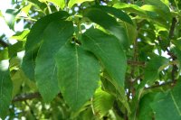 Blumen-Esche - Fraxinus ornus  100-125 cm, Heister im...