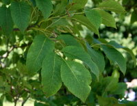 Fraxinus ornus - Blumen-Esche  150-200 cm, Heister im 7,5-Liter Container