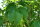 Fraxinus ornus - Blumen-Esche  150-200 cm, Heister im 7,5-Liter Container