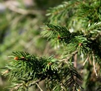 Rotfichte, Heckenfichte, Weihnachtsbaum - Picea abies