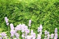 Abendländischer Lebensbaum - Thuja occidentalis...
