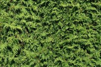 Abendländischer Lebensbaum - Thuja occidentalis 30-60 cm, 4-jährig verschulter Sämling, wurzelnackt