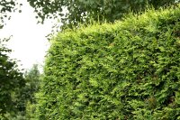 Abendländischer Lebensbaum - Thuja occidentalis 30-60 cm, 4-jährig verschulter Sämling, wurzelnackt