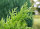 Abendländischer Lebensbaum - Thuja occidentalis 30-60 cm, 4-jährig verschulter Sämling, wurzelnackt