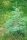 Coloradotanne, Silbertanne, Grautanne, Weihnachtsbaum - Abies concolor 