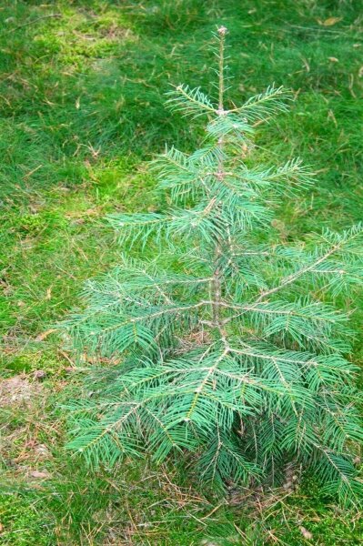 Coloradotanne, Silbertanne, Grautanne, Weihnachtsbaum - Abies concolor  3-jährig verschulter Sämling, wurzelnackt