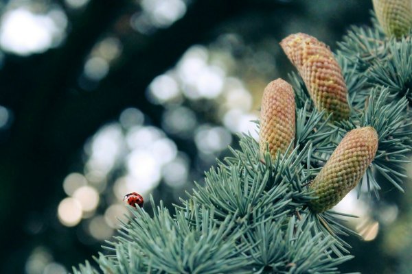 Weißtanne, Silbertanne, Edeltanne, Weihnachtsbaum - Abies alba