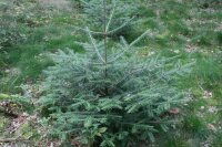 Weißtanne, Silbertanne, Edeltanne, Weihnachtsbaum - Abies alba