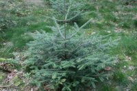 Weißtanne, Silbertanne, Edeltanne, Weihnachtsbaum - Abies alba
