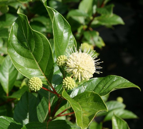 Honigball - Knöpchenblume Cephalanthus occidentalis