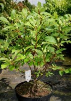 Honigball - Knopfbusch - Cephalanthus occidentalis