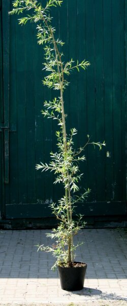 Trauerweide - 'Salix alba 'Tristis Ressistenta'