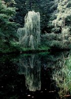 Trauerweide - Salix alba Tristis Ressistenta