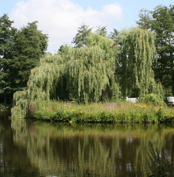 Trauerweide - Salix alba Tristis Ressistenta 150-200 cm, Heister, im 7,5 Liter Container