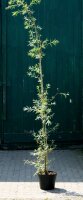 Trauerweide - Salix alba Tristis Ressistenta 150-200 cm, Heister, im 7,5 Liter Container
