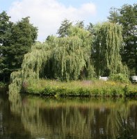 Trauerweide - Salix alba Tristis Ressistenta 150-200 cm,...