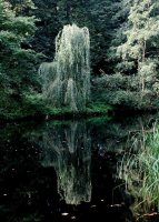 Trauerweide - Salix alba Tristis Ressistenta 150-200 cm, Heister, im 7,5 Liter Container