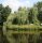 Trauerweide - Salix alba Tristis Ressistenta 150-200 cm, Heister, im 7,5 Liter Container