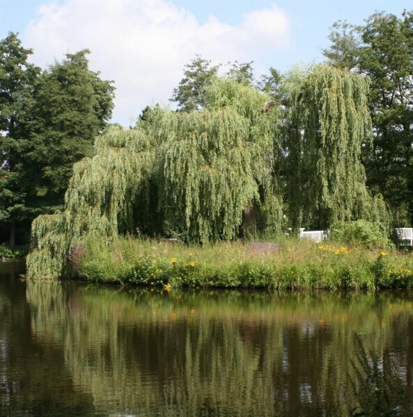 Trauerweide - Salix alba Tristis Ressistenta  200-250 cm, Heister, im 7,5 Liter Container