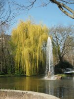 Trauerweide - Salix alba Tristis Ressistenta  200-250 cm, Heister, im 7,5 Liter Container
