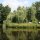 Trauerweide - Salix alba Tristis Ressistenta  200-250 cm, Heister, im 7,5 Liter Container