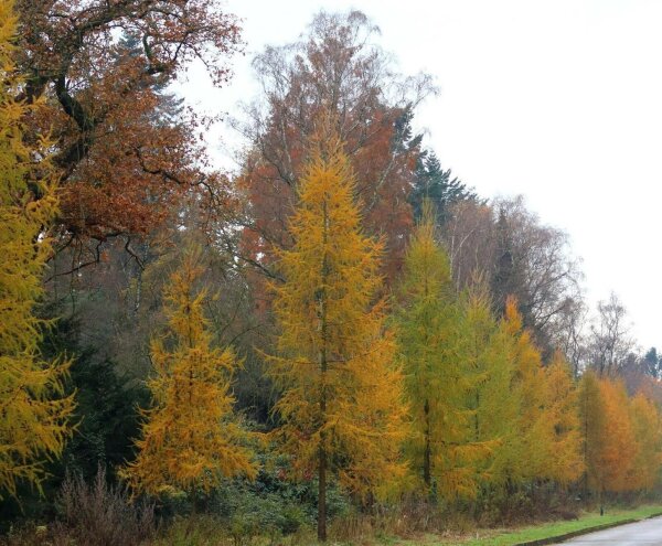 Europäische Lärche - Larix decidua 50-80 cm, 3-jährig verschulter Sämling wurzelnackt
