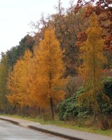 Europäische Lärche - Larix decidua 50-80 cm, 3-jährig verschulter Sämling wurzelnackt