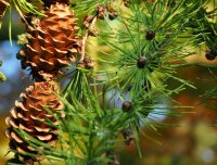 Europäische Lärche - Larix decidua 50-80 cm, 3-jährig verschulter Sämling wurzelnackt
